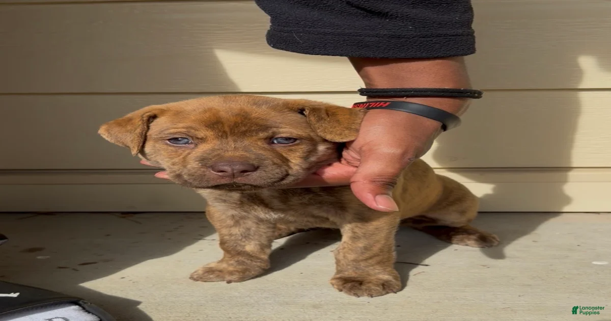 American Pit Bull Terrier Puppies for sale in North Carolina