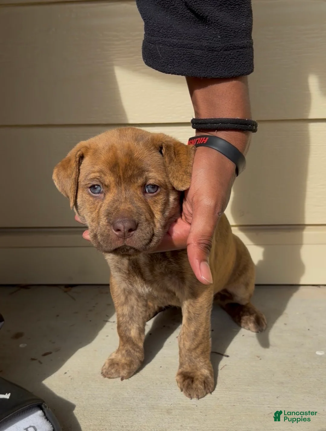 Mixed Breed dogs for sale: Mixed Breed Puppy 1 - Ad 1