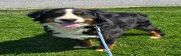 Mini Bernedoodle dogs for sale: Mini Daisy - Ad 11