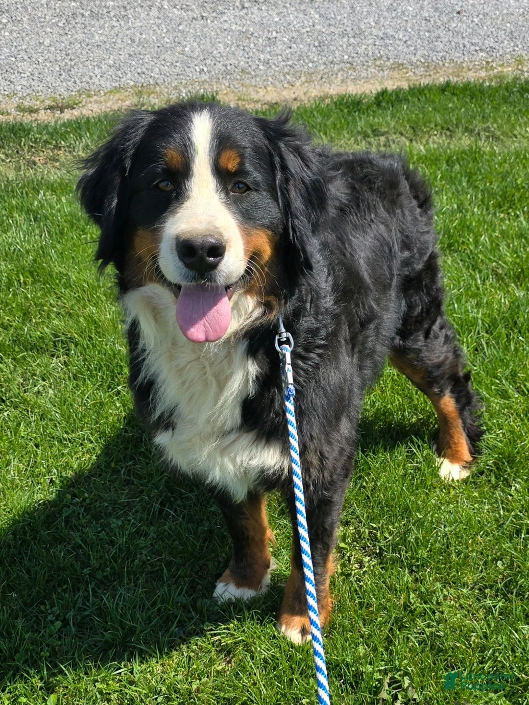 Mini Bernedoodle dogs for sale: Mini Daisy - Ad 11
