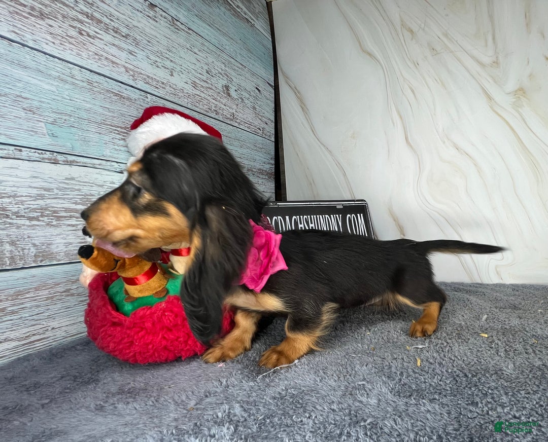 Dachshund dogs for sale: Import - Ad 9