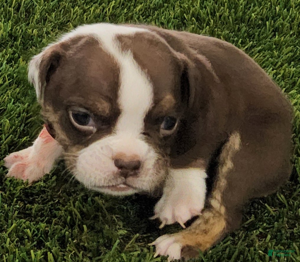 English Bulldog dogs Macey English Bulldog Puppy  - Ad 1