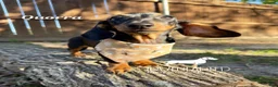 Miniature Dachshund dogs for sale: Quorra - Ad 3