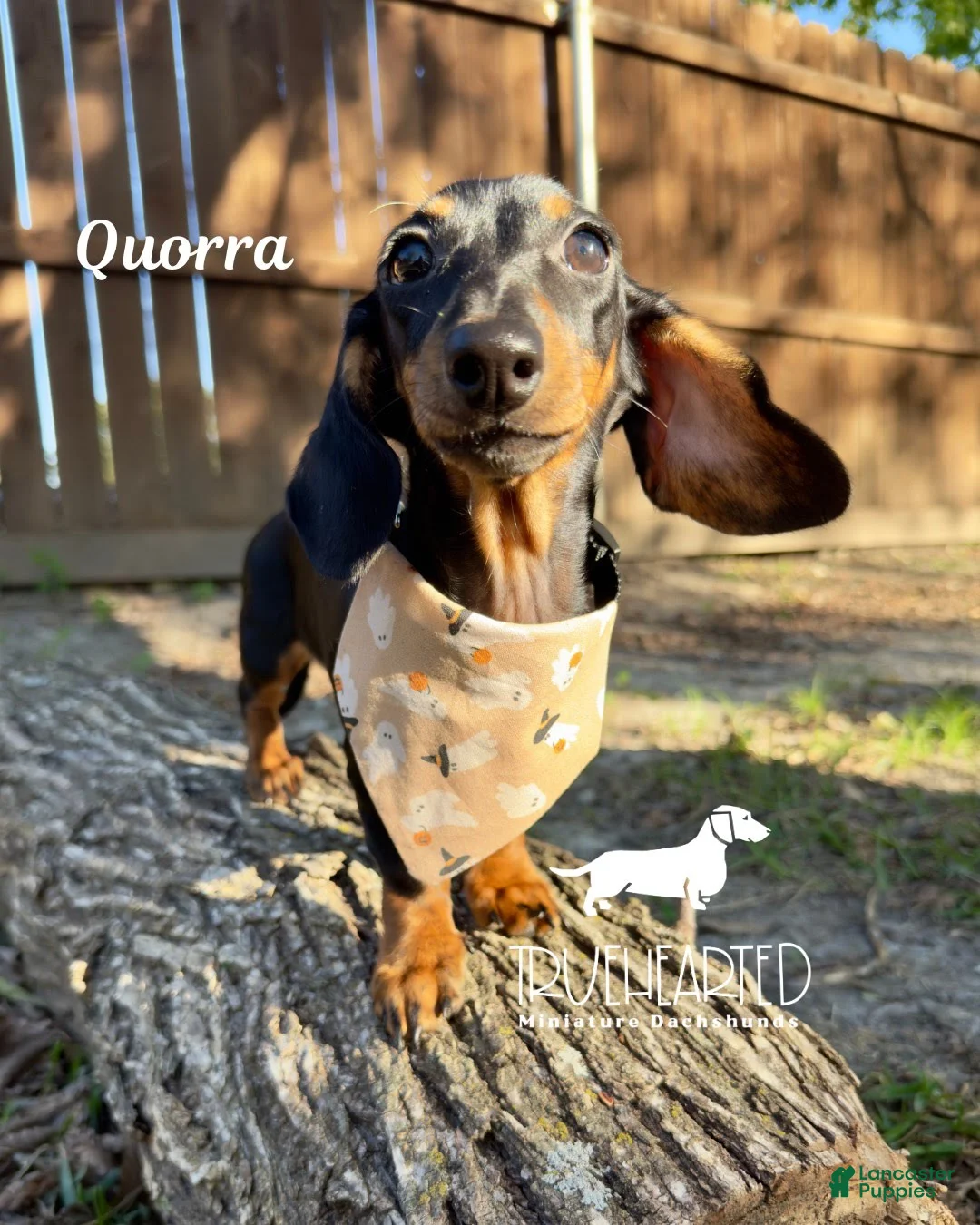 Miniature Dachshund dogs for sale: Quorra - Ad 3