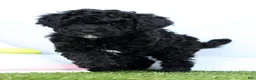 Miniature Poodle dogs for sale: Neva - Ad 4