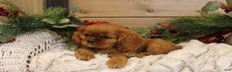 Cavalier King Charles Spaniel dogs for sale: Preston - Ad 2