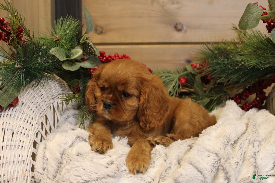 Cavalier King Charles Spaniel dogs for sale: Preston - Ad 2