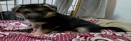 German Shepherd dogs for sale: Diesel 🐾 - Ad 5