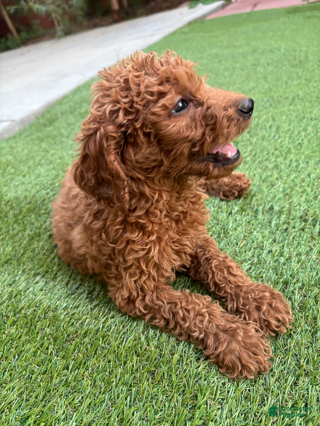 Standard Poodle dogs for sale: Max - Ad 1
