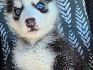 Siberian Husky dogs - Ad 19