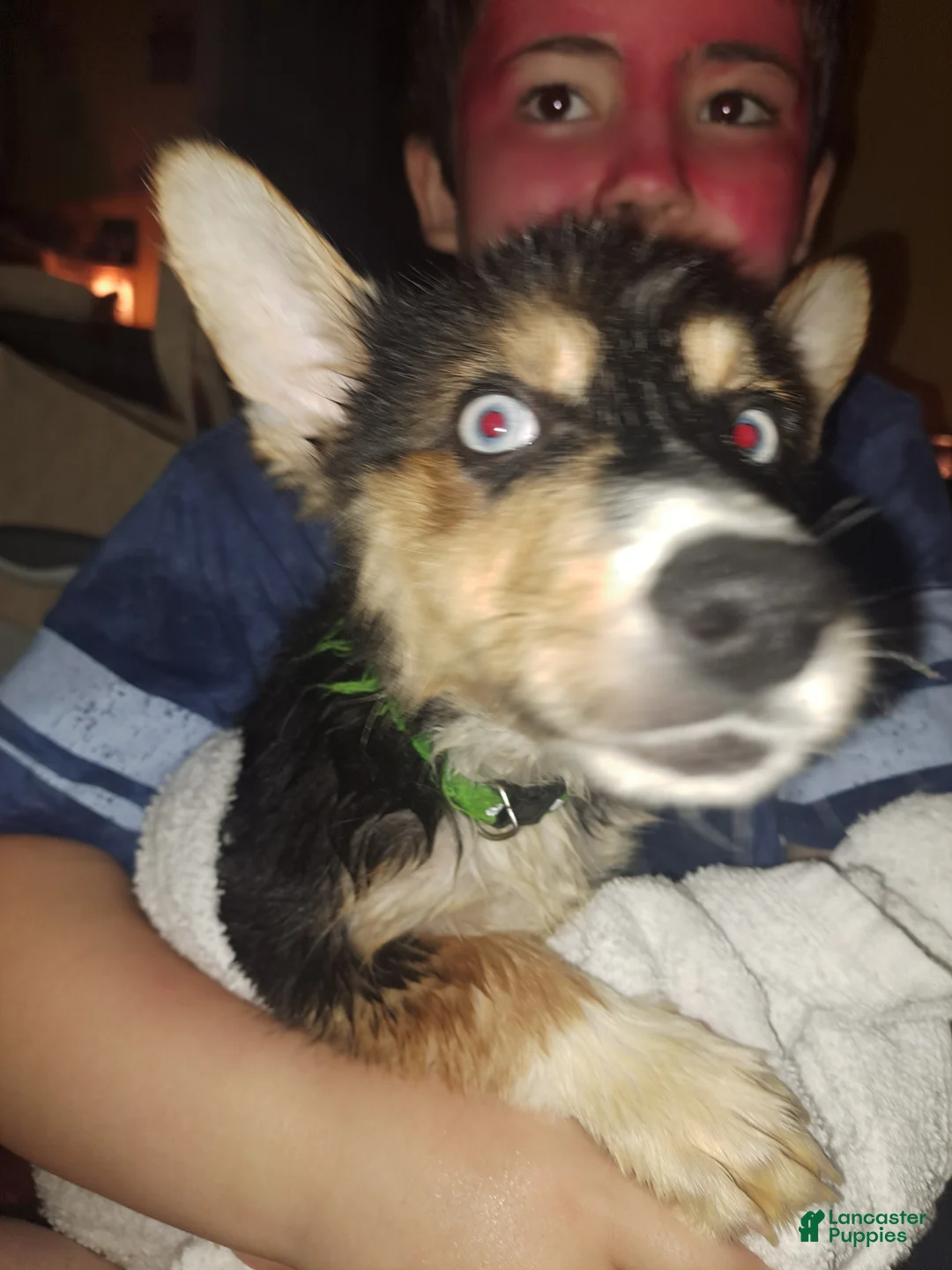 Mixed Breed dogs for sale: Sugar - Ad 18