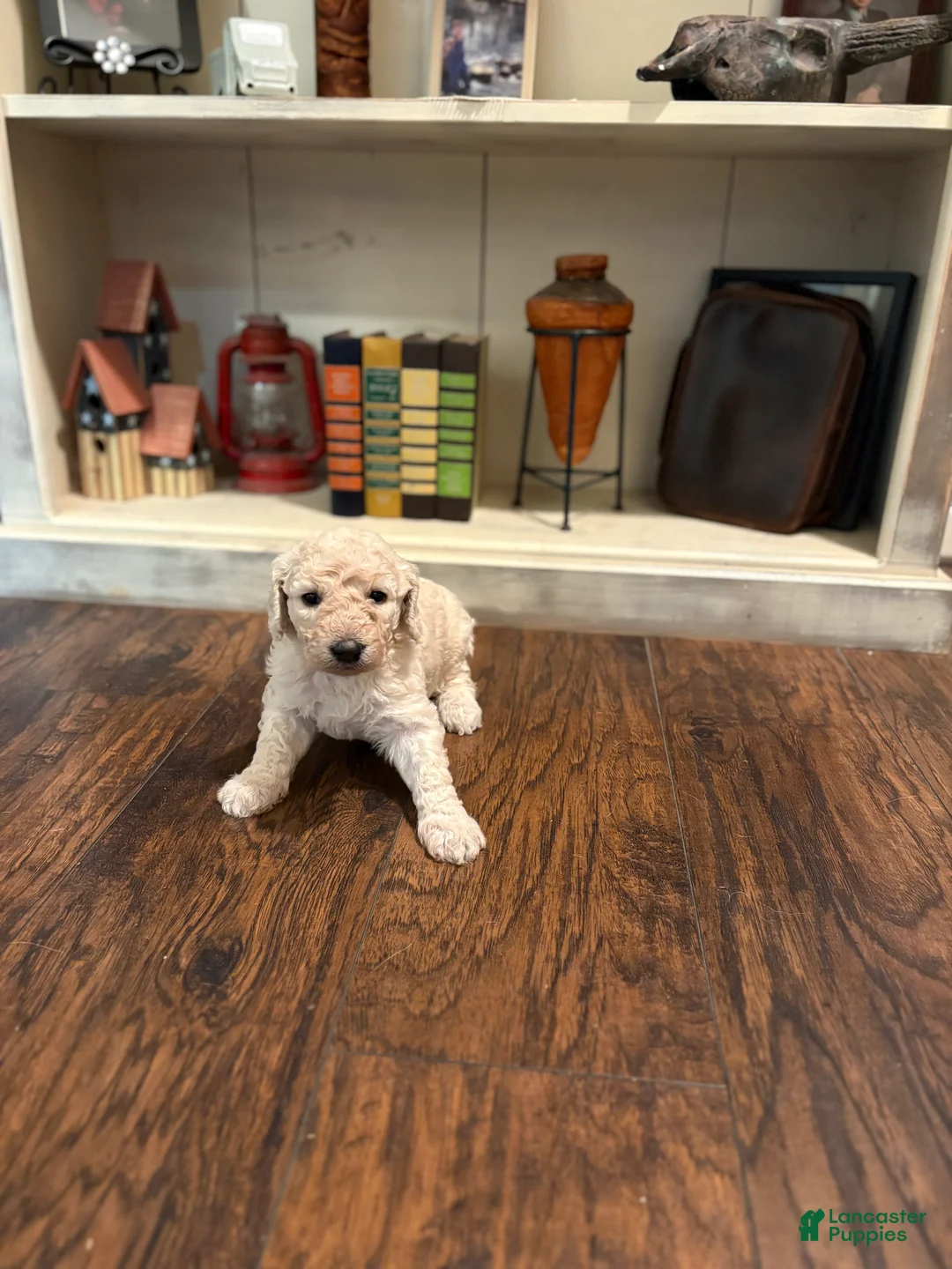 Goldendoodle dogs for sale: Goldendoodle Puppy 9 - Ad 1