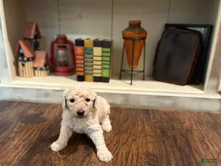 Goldendoodle dogs Goldendoodle Puppy 9 - Ad 32