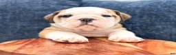 Beabull dogs for sale: Callie - Ad 2