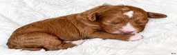 Cockapoo dogs for sale: Magnolia - Ad 2