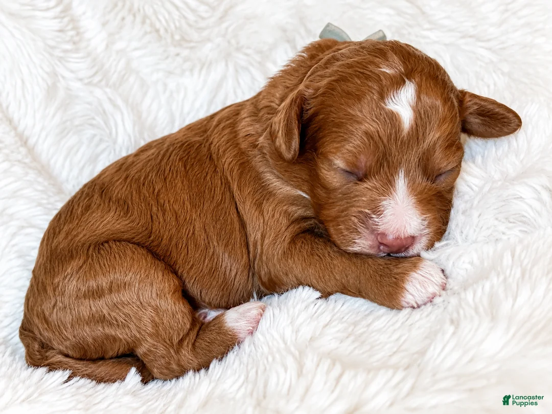 Cockapoo dogs for sale: Magnolia - Ad 2