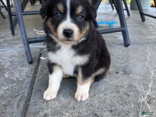 Australian Shepherd dogs - Ad 6