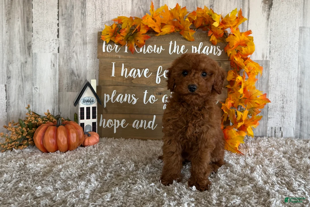 Toy Poodle dogs for sale: Polly - Ad 23