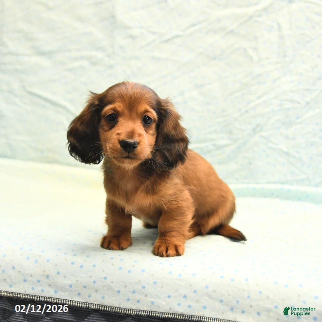 Miniature Dachshund dogs for sale: Max - Ad 2