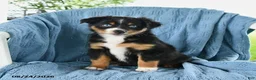 Miniature Australian Shepherd dogs for sale: Baby Blue - Ad 4