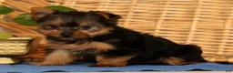 Yorkshire Terrier dogs for sale: Zoe - Ad 6