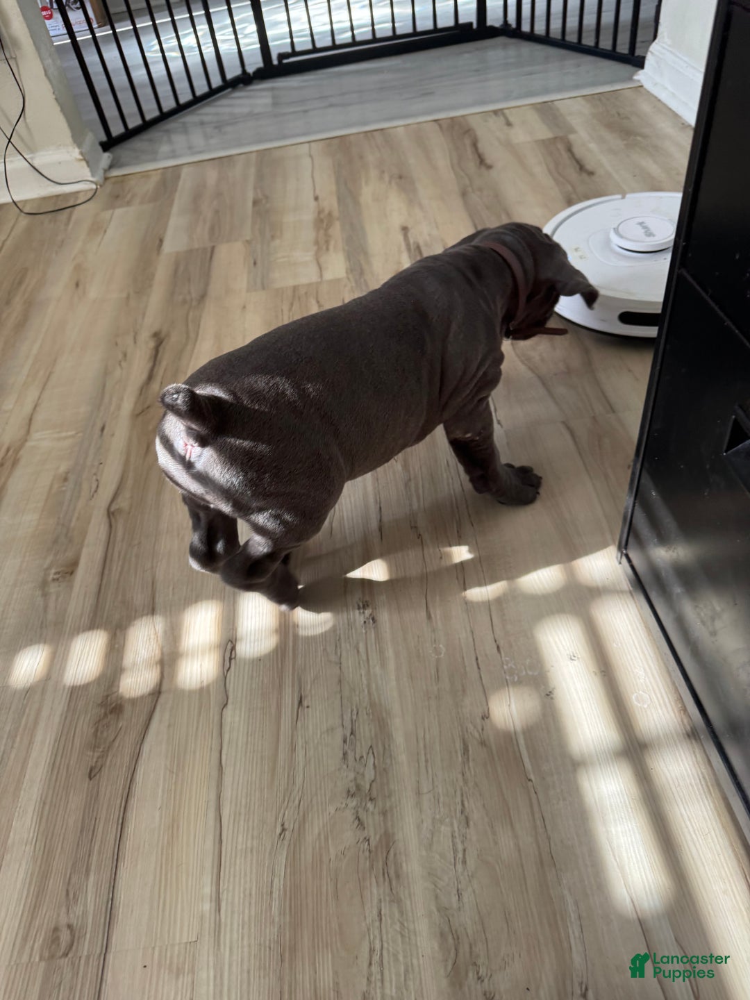 Cane Corso dogs for sale: Atlas - Ad 2