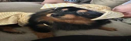 Pomeranian dogs for sale: Pomeranian Puppy 2 - Ad 7