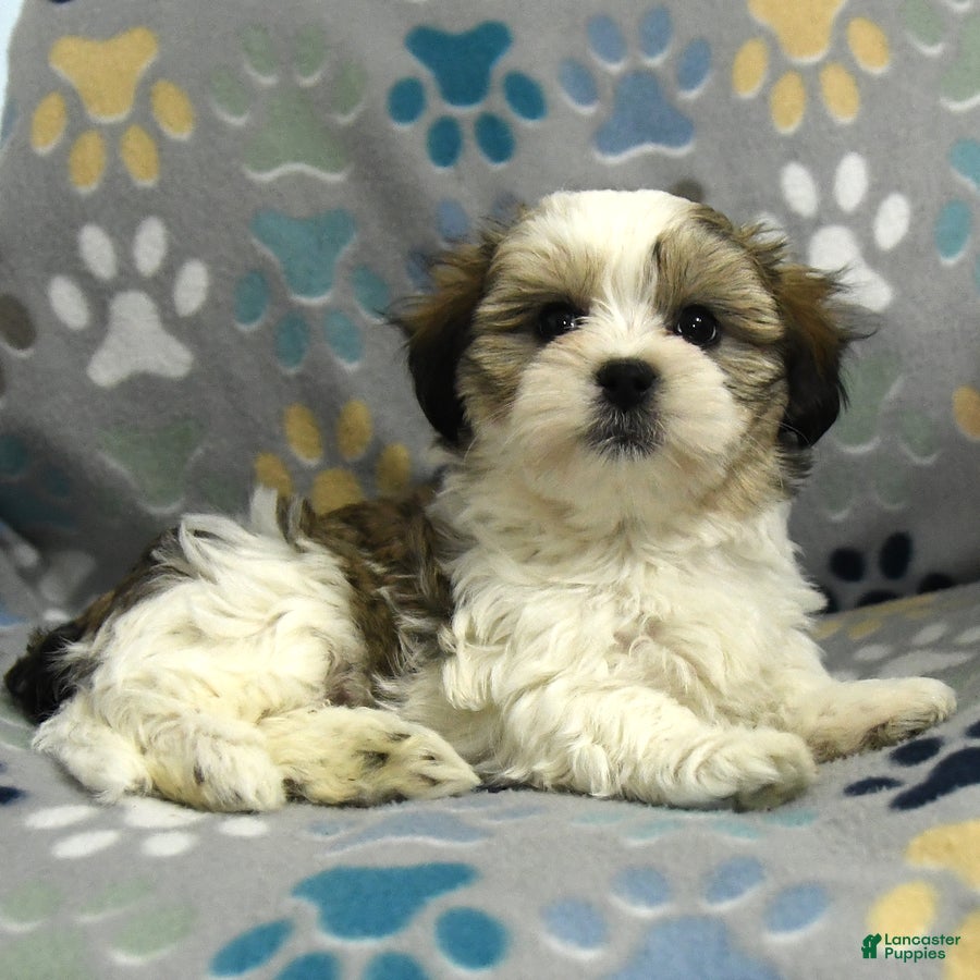 Malshi dogs Mason - Ad 2