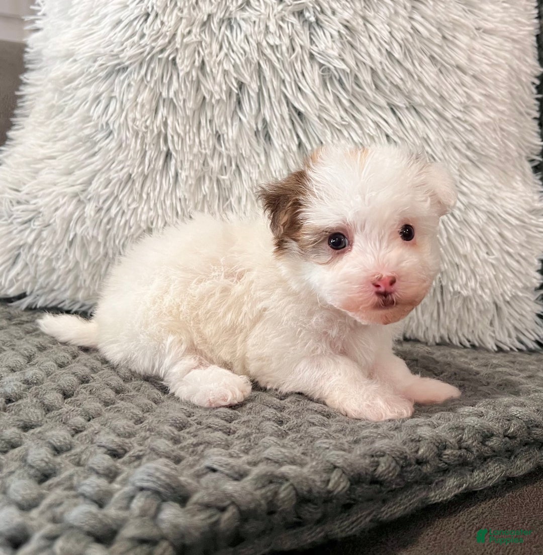 Havanese dogs for sale: Rita - Ad 3