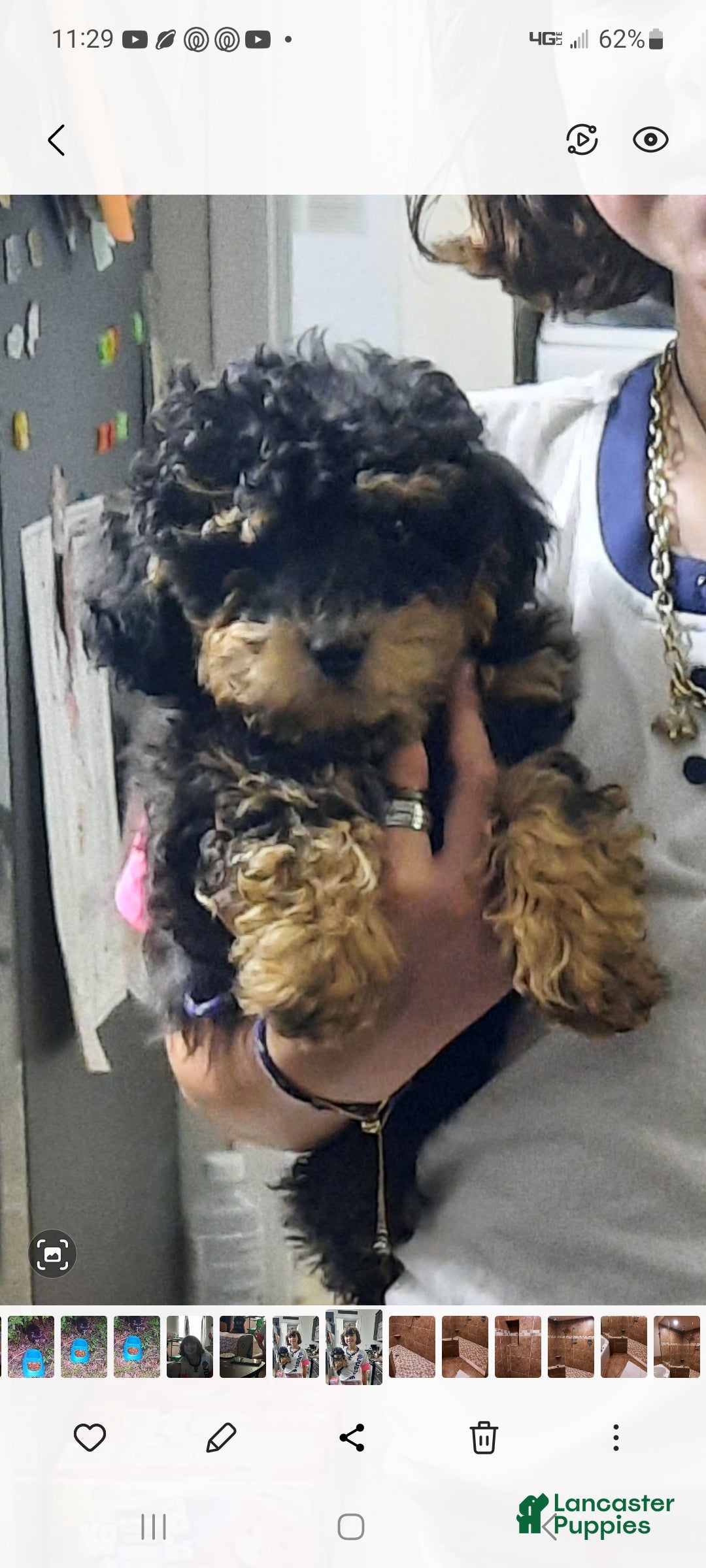 Toy Poodle dogs Dakota - Ad 1