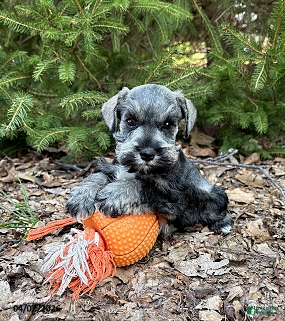 Miniature Schnauzer dogs Casey - Ad 2