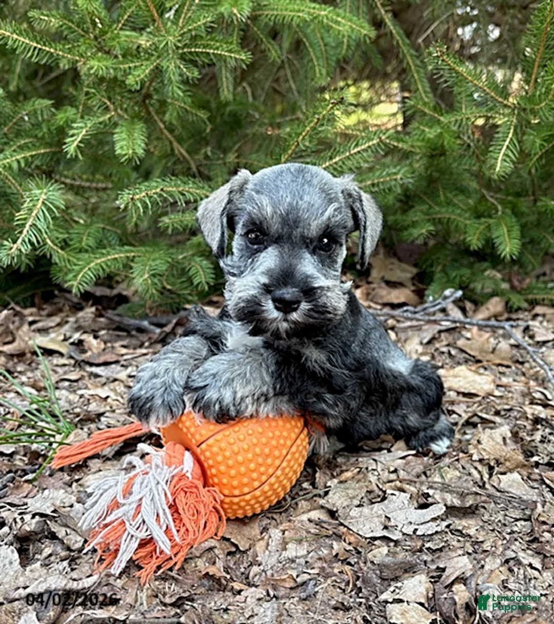 Miniature Schnauzer dogs for sale: Casey - Ad 2