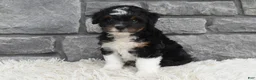 Mini Aussiedoodle dogs for sale: Cash  - Ad 3
