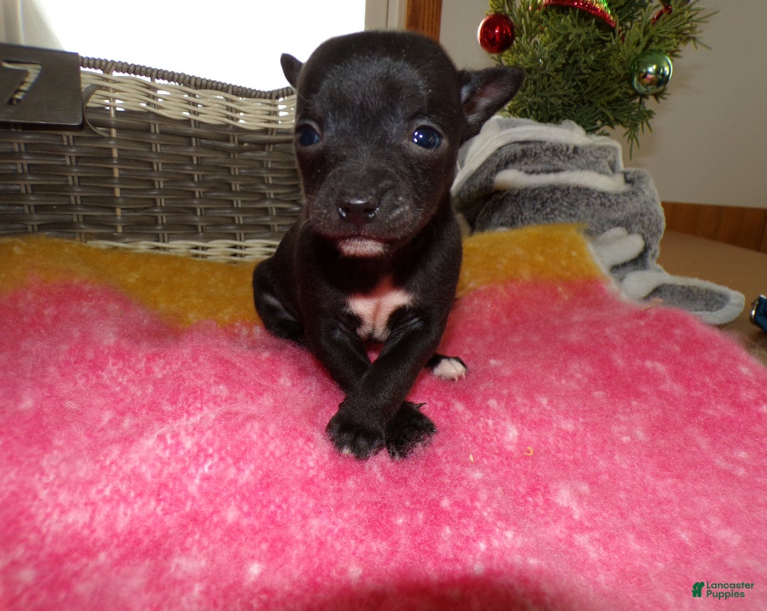 Chihuahua dogs for sale: Chihuahua Puppy 7 Tinker - Ad 1