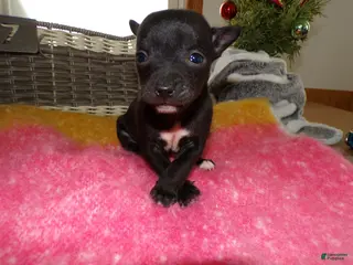 Chihuahua dogs Chihuahua Puppy 7 Tinker - Ad 26