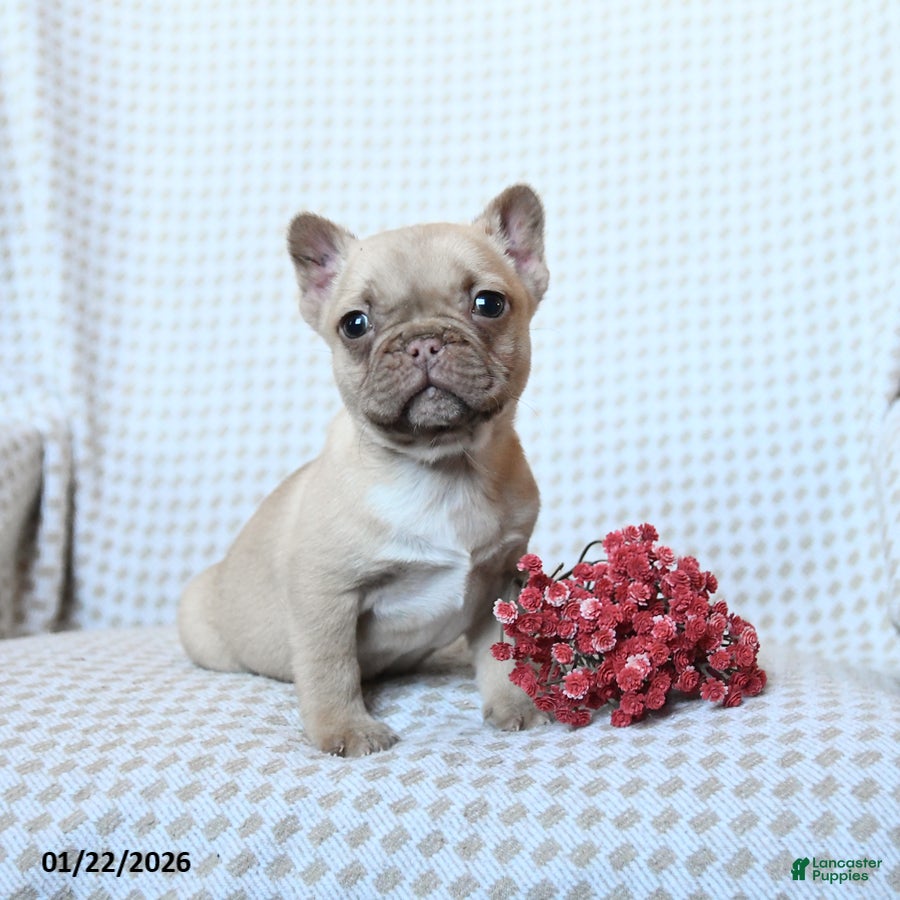Frenchton dogs Theo - Ad 2