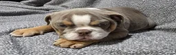 English Bulldog dogs for sale: Clarence - Ad 8