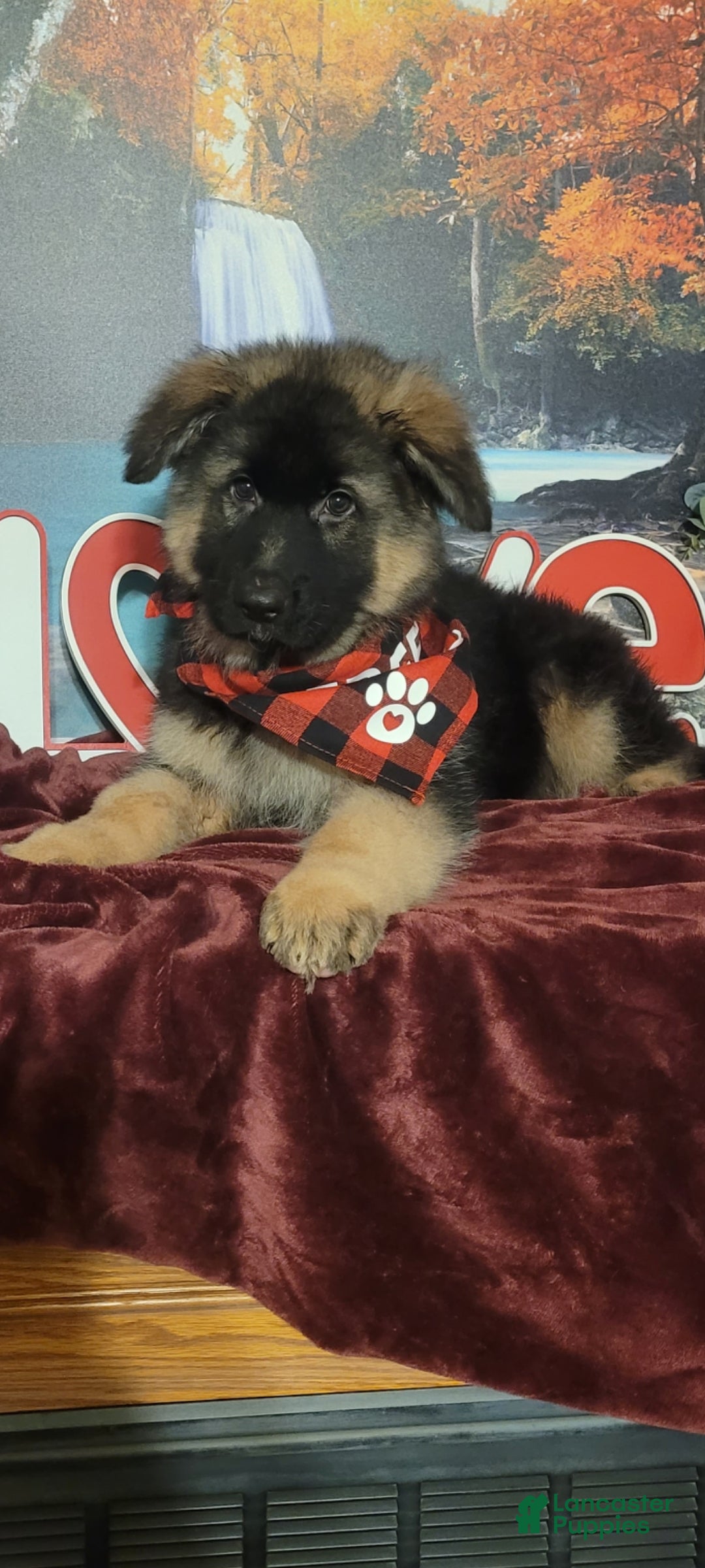 German Shepherd dogs  Nicholas  - Ad 17