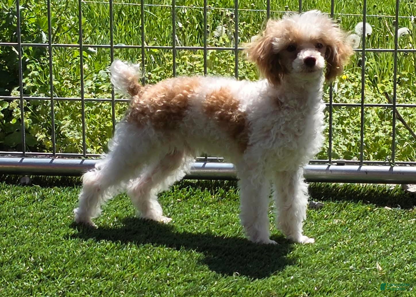 Standard Poodle dogs Elvis - Ad 2