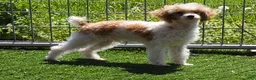 Standard Poodle dogs for sale: Elvis - Ad 2