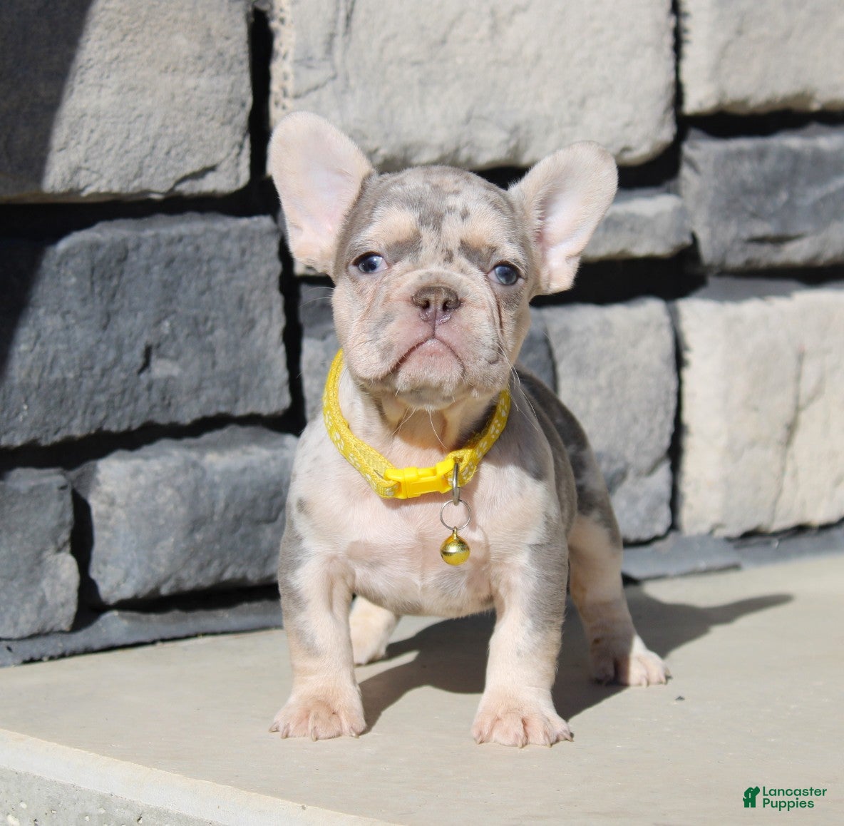 French Bulldog dogs Bingo - Ad 17