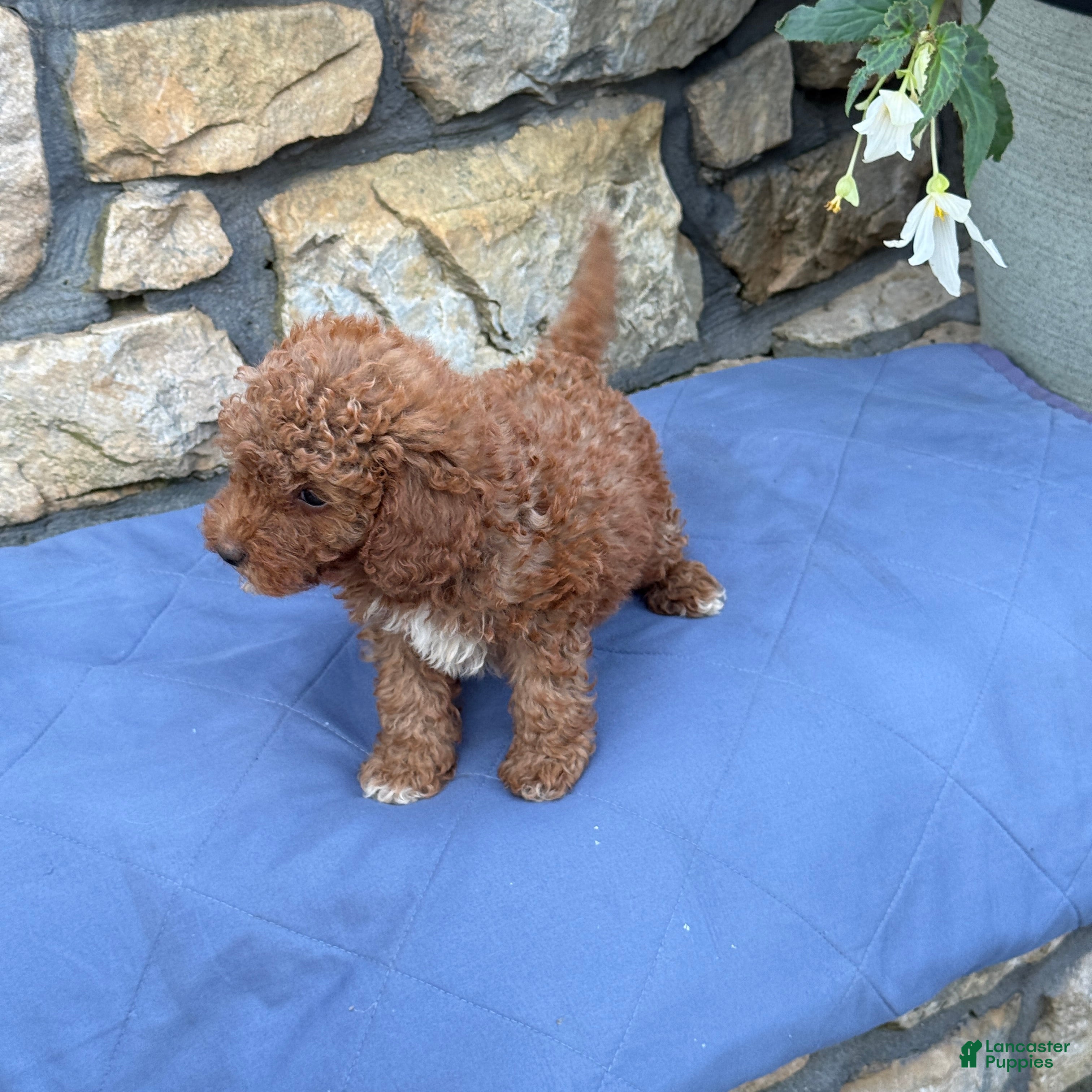 Miniature Poodle dogs Mabel - Ad 2