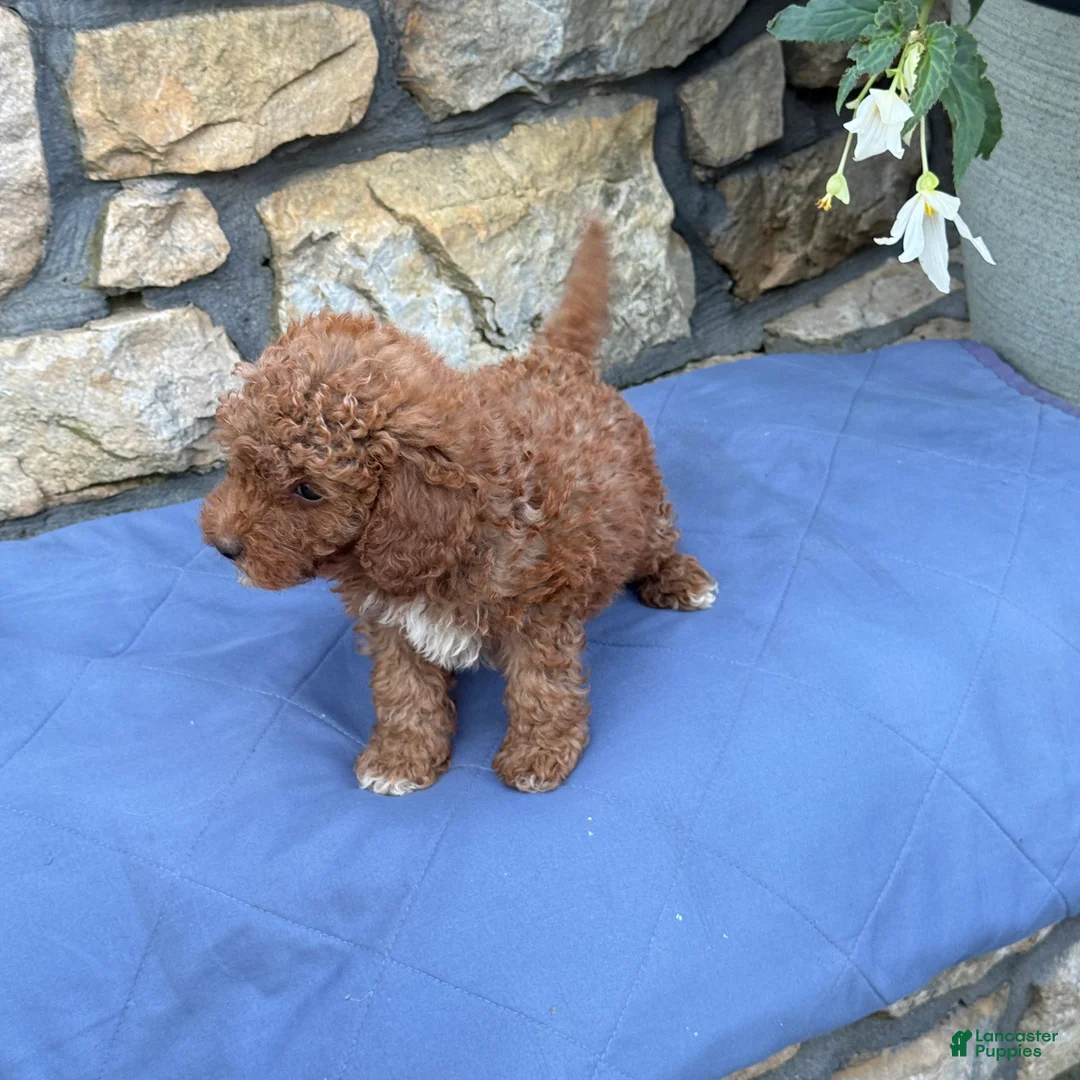 Miniature Poodle dogs for sale: Mabel - Ad 2