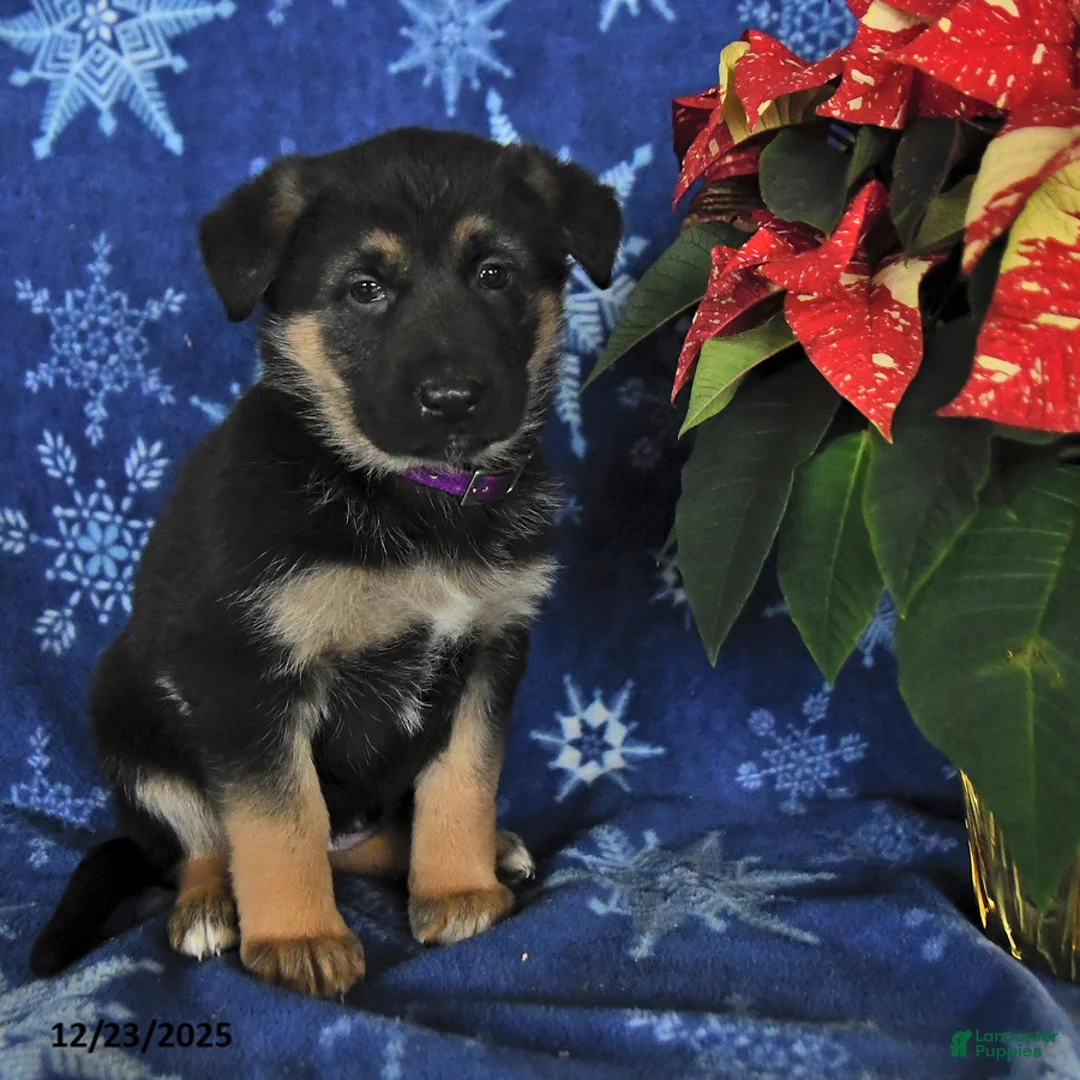 German Shepherd dogs for sale: Nora - Ad 7