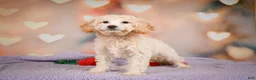 Cavapoo dogs for sale: Parker - Ad 9