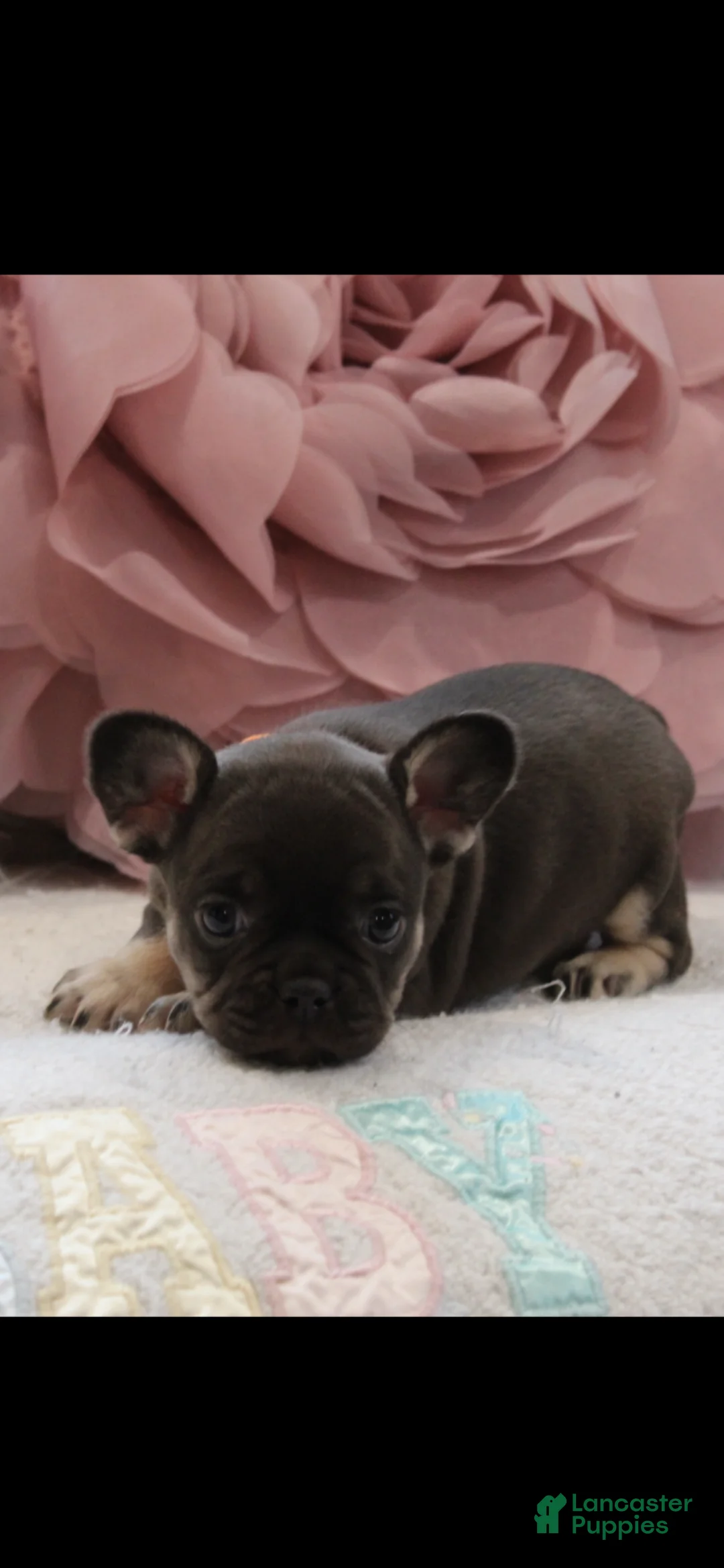 French Bulldog dogs for sale: French Bulldog Puppy 6 - Ad 2