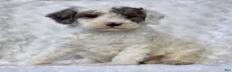 Mini Goldendoodle dogs for sale: Benji  - Ad 5