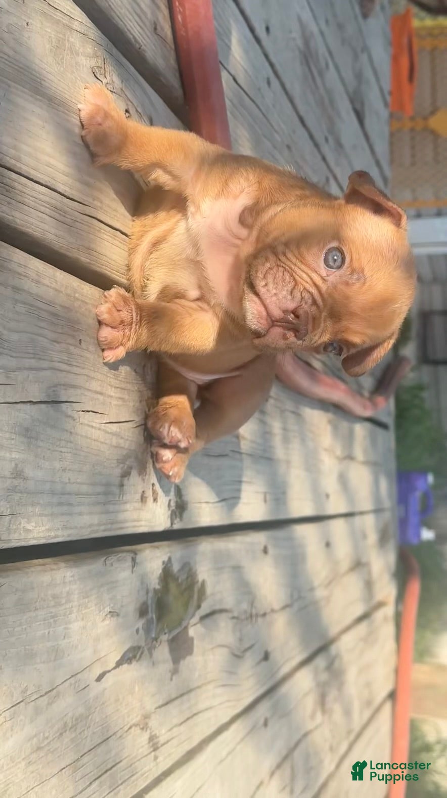 American Bully dogs Mocha - Ad 1
