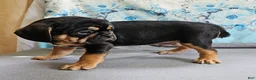 Mixed Breed dogs for sale: Modge - Ad 5