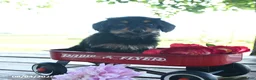 Yorkshire Terrier dogs for sale: Tabitha - Ad 8